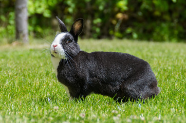 rabbit on the grass with his ears raised