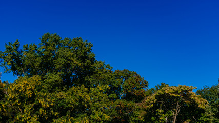 Canopies of trees with green and yellow autumn leaves under clear blue sky, in Central Park, New York City, USA