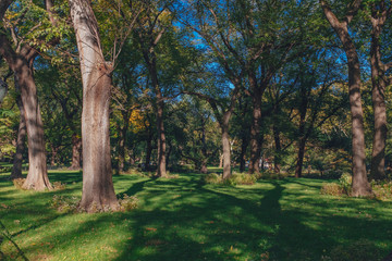 Fototapeta premium Trees and lawn in Central Park of New York City, USA in autumn