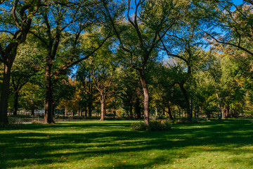 Trees and lawn in Central Park of New York City, USA in autumn