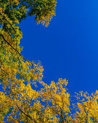 Fototapeta premium View of canopy of trees with green and yellow autumn leaves on branches against clear blue sky