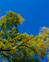 View of canopy of trees with green and yellow autumn leaves on branches against clear blue sky