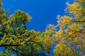 View of canopy of trees with green and yellow autumn leaves on branches against clear blue sky