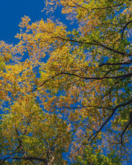 View of canopy of trees with green and yellow autumn leaves on branches against clear blue sky