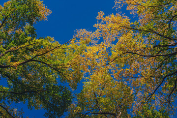 View of canopy of trees with green and yellow autumn leaves on branches against clear blue sky