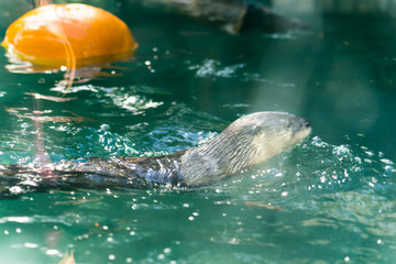 North American River Otter - swimming, eating , Animal, Living Organism ,Mammals