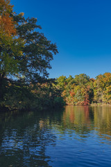 Fototapeta na wymiar Green and yellow autumn trees by water under clear blue sky in Central Park of New York City, USA
