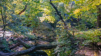 Creek among trees and rocks in Central Park, New York, USA
