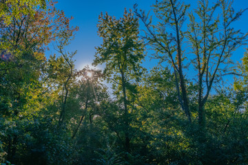 Sun shining through canopy of trees in autumn, in Central Park of New York City, USA