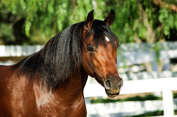 Arabian horse portrait