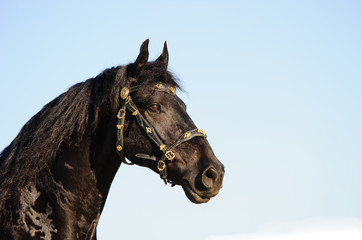 Frisian horse with fancy halter on against blue sky