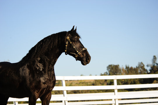 Fresian horse standing with white fence and sky in the background
