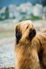 Naklejka na ściany i meble Briard dog outdoor portrait