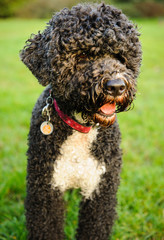 Portuguese Water Dog outdoor portrait against green grass