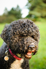 Portuguese Water Dog outdoor portrait