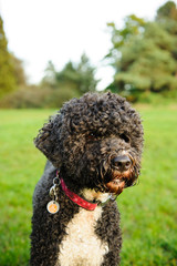 Portuguese Water Dog portrait in park