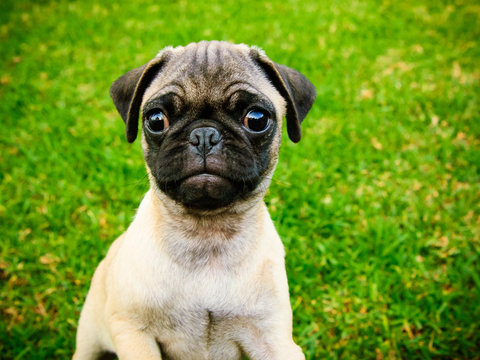 Cute Pug puppy on green grass