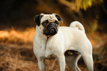 Obraz premium Pug dog outdoor portrait
