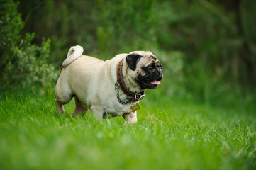 Pug dog walking through green grass