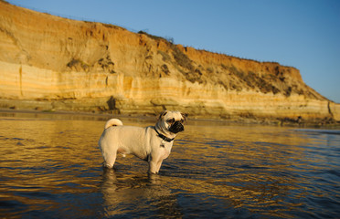 Obraz na płótnie Canvas Pug standing in ocean water with bluffs in the background