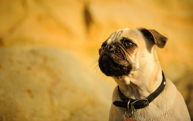 Obraz premium Pug