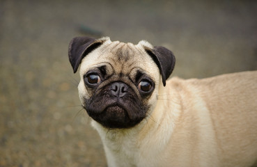 Pug dog outdoor portrait