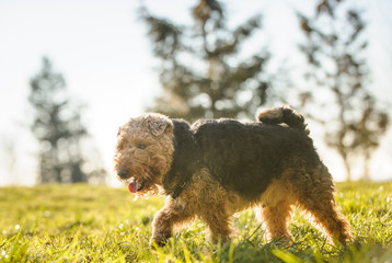 Welsh Terrier outdoor