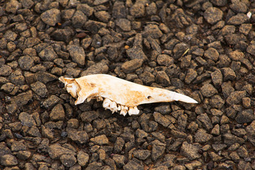 Kangaroo roadkill jawbone on background of bitumen