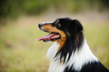 Sheltie dog outdoor portrait