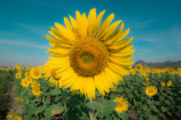 sunflower cu