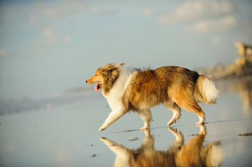 Sheltie dog walking on wet sand beach with reflections
