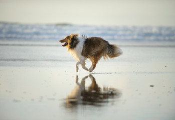 Sheltie dog running on ocean beach