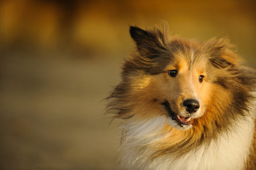 Sheltie dog running against bluffs in the background