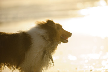 Sheltie dog running in afternoon sun