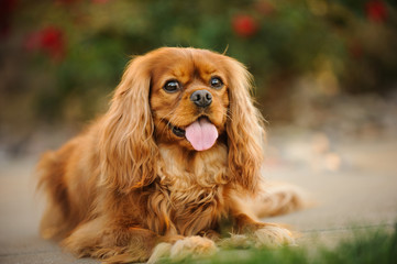 Cavalier King Charles Spaniel dog portrait