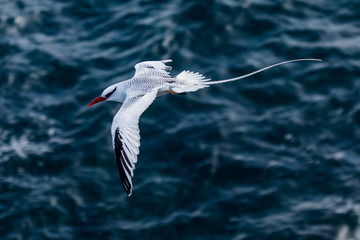 Tropic Bird