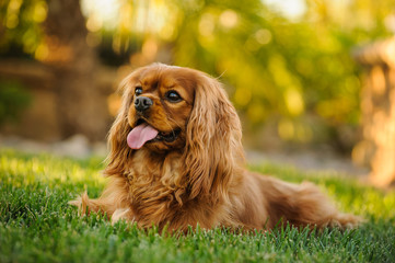 Cavalier King Charles Spaniel dog outdoor portrait lying down in grass