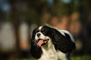 Cavalier King Charles Spaniel walking through park