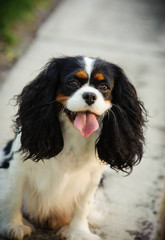 Cavalier King Charles Spaniel dog sitting down on walkway