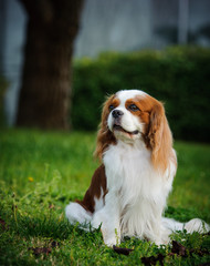 Cavalier King Charles Spaniel sitting in green grass by tree