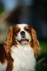 Cavalier King Charles Spaniel dog outdoor portrait
