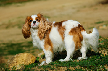 Cavalier King Charles white and tan, portrait in the sunny field.