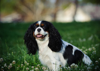 Cavalier King Charles Spaniel dog sitting in grass