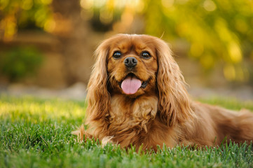 Cavalier King Charles Spaniel dog outdoor portrait