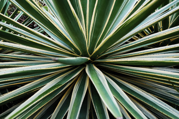 Closeup of Agave Plant on Grand Bahama Island