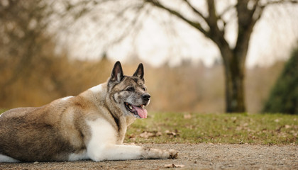 Akita dog outdoor portrait lying down in park