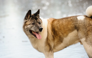 Akita dog outdoor portrait