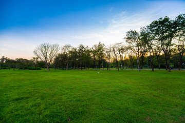 Fototapeta na wymiar Sunset at city public park with green field and tree