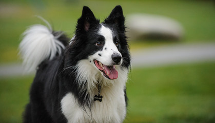 Border Collie dog outdoor portrait in grass