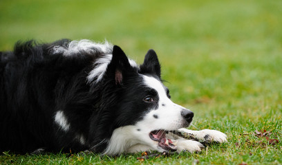 Border Collie dog outdoor portrait lying down in grass